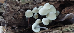 Mycena filopes