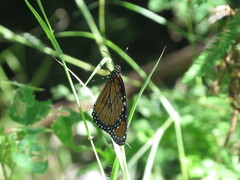 Danaus eresimus montezuma