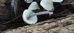 Mycena filopes