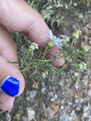 Symphyotrichum porteri
