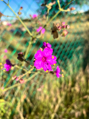 Mirabilis