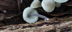 Mycena filopes