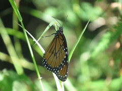 Danaus eresimus montezuma