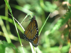 Danaus eresimus montezuma