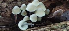 Mycena filopes