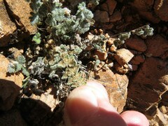 Myriopteris parryi