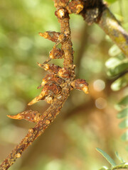 Asphondylia prosopidis