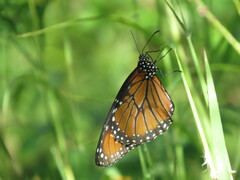 Danaus eresimus montezuma