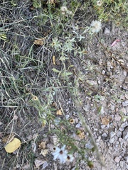 Symphyotrichum porteri