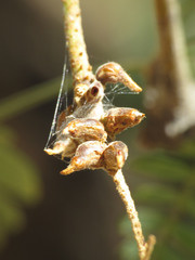 Asphondylia prosopidis