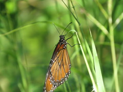 Danaus eresimus montezuma