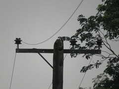 Sciurus yucatanensis