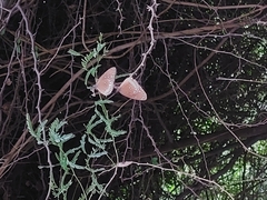 Euploea core