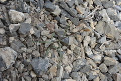 Stephanomeria tenuifolia