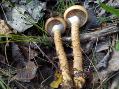 Cortinarius trivialis