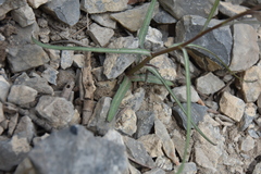 Stephanomeria tenuifolia