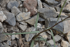 Stephanomeria tenuifolia