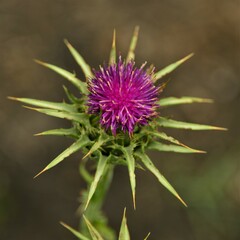 Silybum marianum