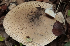 Echinoderma