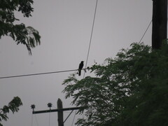 Cyanocorax yucatanicus