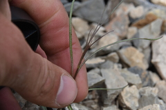 Stephanomeria tenuifolia