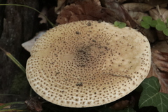 Echinoderma