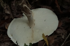Echinoderma