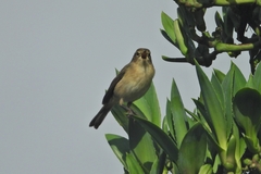 Phylloscopus canariensis