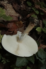 Echinoderma
