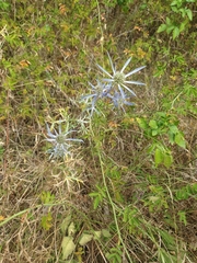 Eryngium amethystinum