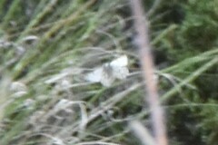 Pontia sisymbrii