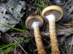 Cortinarius trivialis