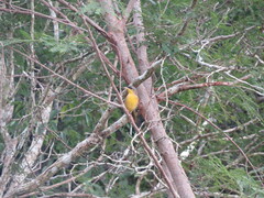 Geothlypis poliocephala