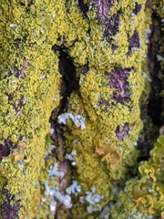 Xanthomendoza fallax