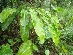 Alpinia