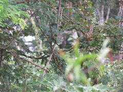 Arremonops rufivirgatus