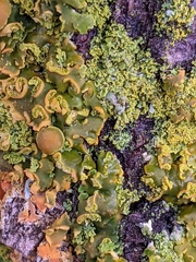 Xanthomendoza fallax