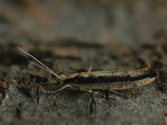 Ypsolopha ustella