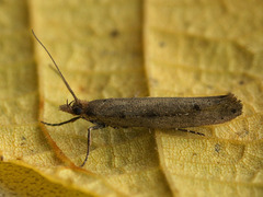 Ypsolopha ustella