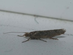 Ypsolopha ustella