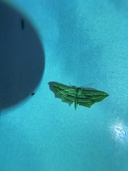 Arcobara multilineata