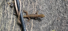 Cnemaspis mysoriensis