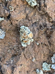 Rhizoplaca chrysoleuca