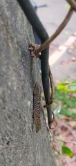 Cnemaspis mysoriensis