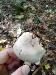 Fungi