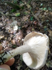 Fungi