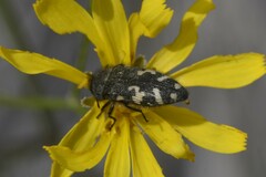 Acmaeodera idahoensis