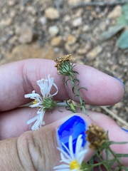 Symphyotrichum porteri