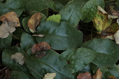 Pulmonaria officinalis