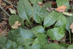 Pulmonaria officinalis